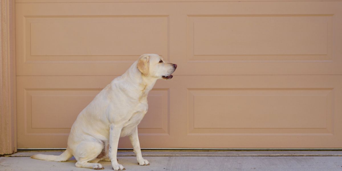 dog door for garage door